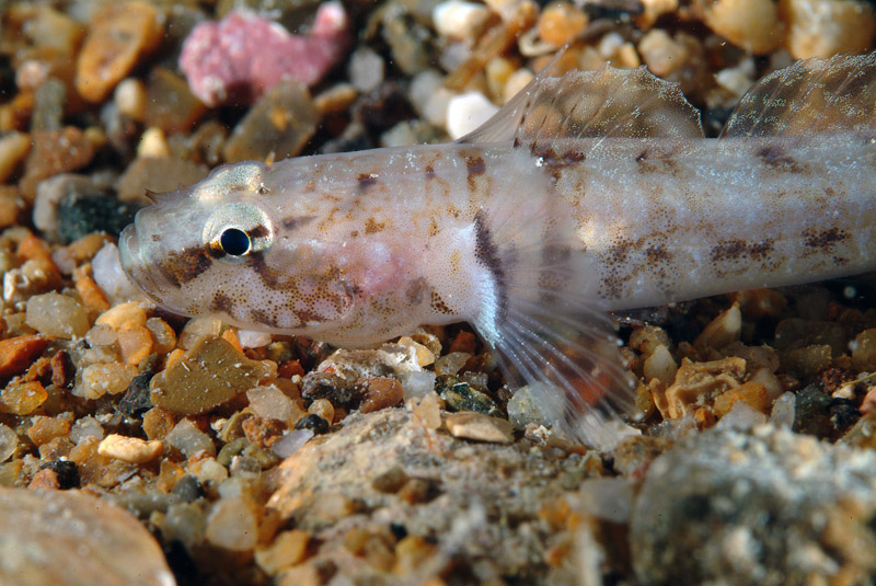 Chromogobius zebratus e Gammogobius steinitzi
